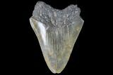 Bargain, Serrated, Fossil Megalodon Tooth #88861-1